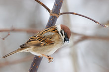 Eurasian Tree Sparrow Sitting On Branch. Cute Common Park Brown Songbird In Wildlife.