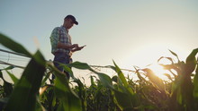 Young Farmer Working In A Cornfield, Inspecting And Tuning Irrigation Center Pivot Sprinkler System On Smartphone.