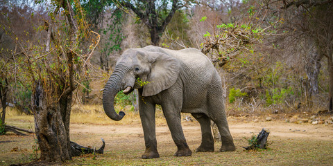 elephant in kruger national park, mpumalanga, south africa 66