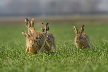 Wall Mural - European brown hare (Lepus europaeus)