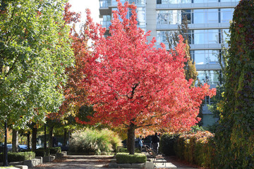 stunning autumn colors in british columbia, canada, featuring orange, red, green and yellow