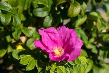 Bright pink wild rose hip blooming flowers. Green colorful leaves and blurred background