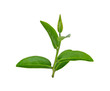 © Chaaim - Tea leaf isolated on white background