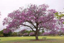 Vibrant Purple Jacaranda Flowers On Trees, Brisbane, Queensland, Australia
