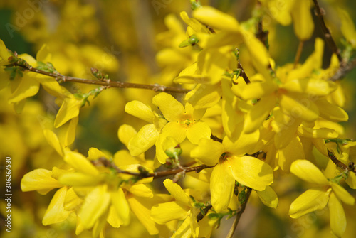 Fotomural Closeup of forsythia flowering bush