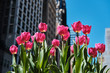 Pink tulips in New York City in spring.