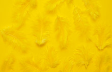 Yellow Feathers On Yellow Background.