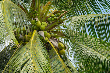 Coconut on the tree.The fruit is beneficial to the body.High vitamin and good for health in Thailand.