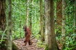 Orangutans with cub. Central Bornean orangutan ( Pongo pygmaeus wurmbii ) in natural habitat. Wild nature in Tropical Rainforest of Borneo. Indonesia