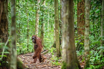 Wall Mural - orangutans with cub. central bornean orangutan ( pongo pygmaeus wurmbii ) in natural habitat. wild n