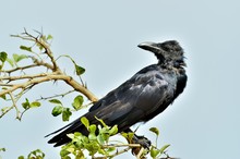 Cawing Crow.The Indian Jungle Crow (Corvus Culminatus) On The Branch. Blue Sky Background