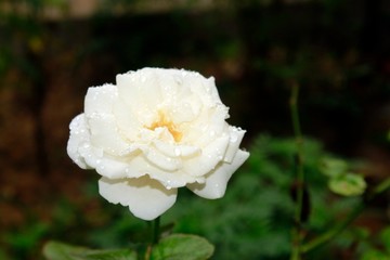 Wall Mural - White rose