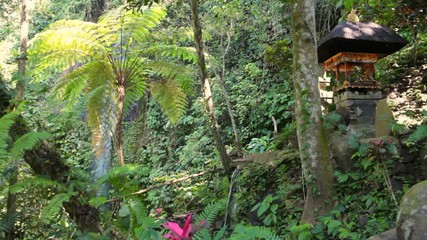 Wall Mural - tropical waterfall stream cascades in jungle in bali indonesia