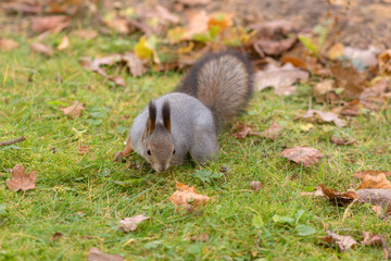 squirrel in autumn