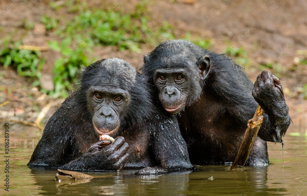 Bonobo in the water. The Bonobo ( Pan paniscus), called the pygmy chimpanzee. Democratic Republic of Congo. Africa - obrazy, fototapety, plakaty 