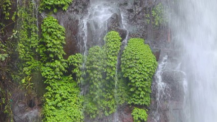 Wall Mural - tropical waterfall stream cascades in jungle in bali indonesia