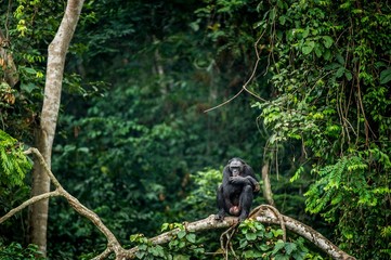 Wall Mural - bonobo on the branch of the tree in natural habitat. green natural background. the bonobo ( pan pani