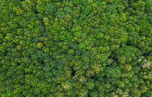 Aerial View Of Green Trees