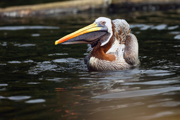 the brown pelican (pelecanus occidentalis) on the surface of the pond. pelican on dark water.pelican