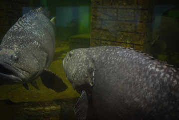 Wall Mural - Giant grouper fish or Serranidae fish swimming underwater fish tank at aquarium - Epinephelus lanceolatus