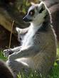 funny lemur sit in the grass and holds a stick in his paw