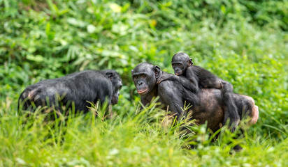 Poster - Close up Portrait of Bonobo Cub on the mother's back in natural habitat. Green natural background. The Bonobo ( Pan paniscus), called the pygmy chimpanzee. Democratic Republic of Congo. Africa