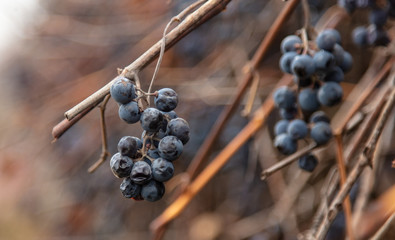 Sticker - Black isabella grapes in the garden in the fall