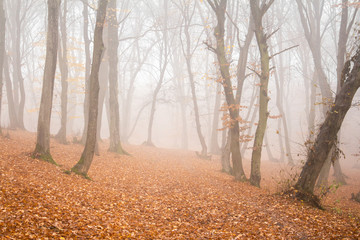 hoia baciu forest -world’s most haunted forest with a reputation for many intense paranormal activit