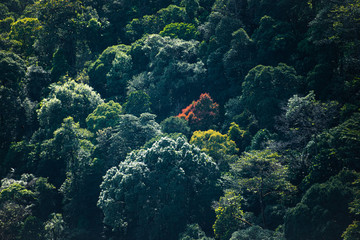 top view of forest