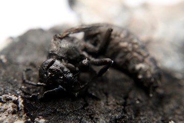 close up macro of a burnt dead wasp or hornet.