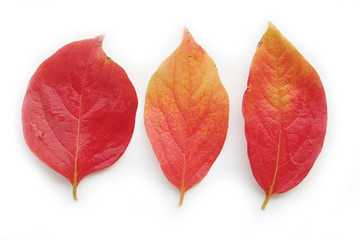 Red, orange and yellow Persimmon tree leaves isolated on white background. Diospyros kaki  leaves on autumn