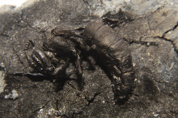 close up macro of a burnt dead wasp or hornet.