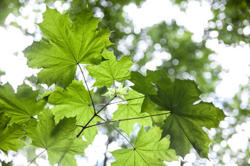 Green maple leaves