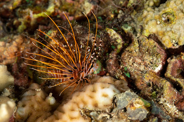 The surprising underwater world of the Indian and Pacifical Oceans