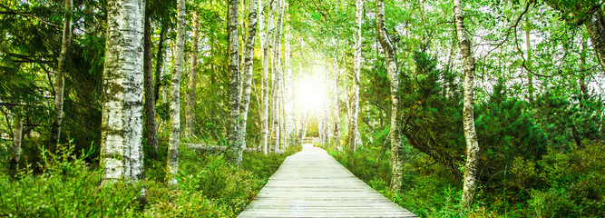 Wooden footbridge in the green birch forest in the Black Forest in the evening with setting sun