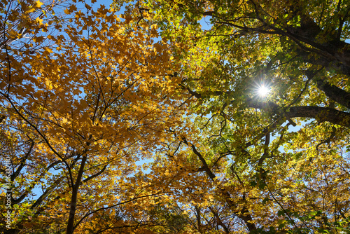 岩手県松川渓谷 紅葉と光芒の景色 Stock Photo Adobe Stock