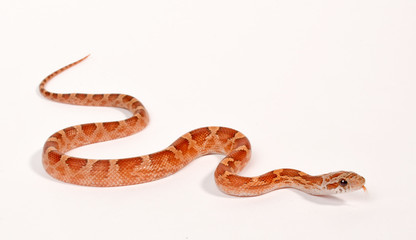 Sticker - Corn snake / Kornnatter - Hypo Masque Diffused (Pantherophis guttatus)