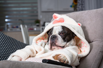 French bulldog in bathrobe watch tv with remote control in paw on the arm chair