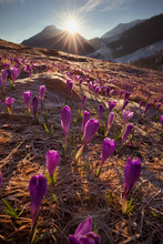 Spring In Tatry Mountains In Poland. Crocuses In Meadows And Snow In Mountains.