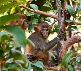 Two monkeys are sitting in the branches of a tree