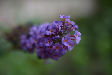 Mothers Holy Macro Garden Flowers Purple