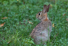Rabbit In A Spring Meadow In Canada