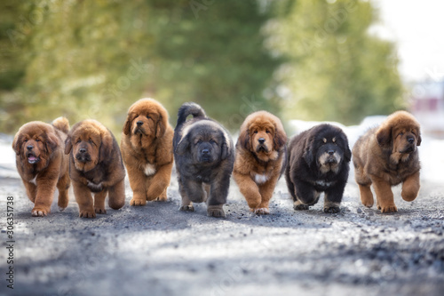Fotomural Seven Tibetan puppy puppies run along the road in winter