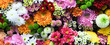 Leinwandbild Motiv Flowers wall background with amazing red,orange,pink,purple,green and white chrysanthemum flowers ,Wedding decoration, hand made Beautiful flower wall background 