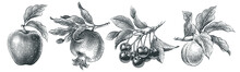 Cherries, Apple, Pomegranate And Apricot Set. Hand Drawn Engraving Style Illustrations.