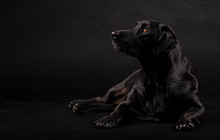 Black Labrador Dog Sitting On The Floor And Looking To The Side On A Black Background
