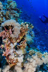 Coral Reef at the Red Sea, Egypt