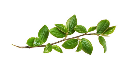 Wall Mural - spring twig with green leaves