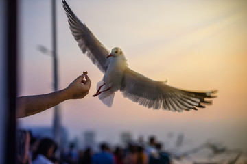 Wall Mural - a man give food seagull