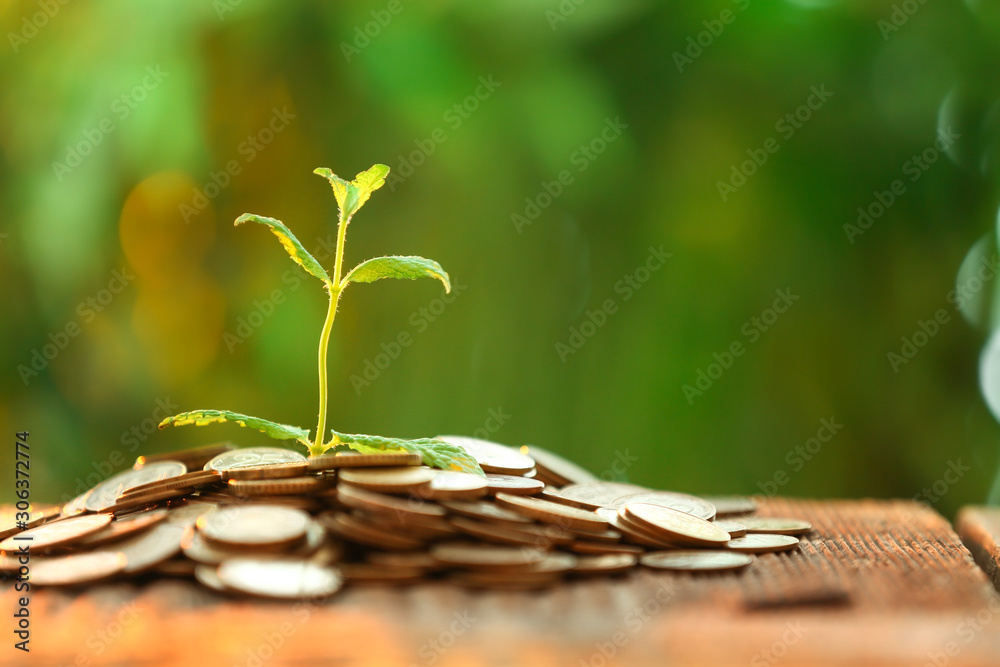 Coins with plant on table outdoors. Money savings concept